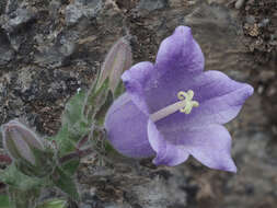 Imagem de Campanula tubulosa Lam.