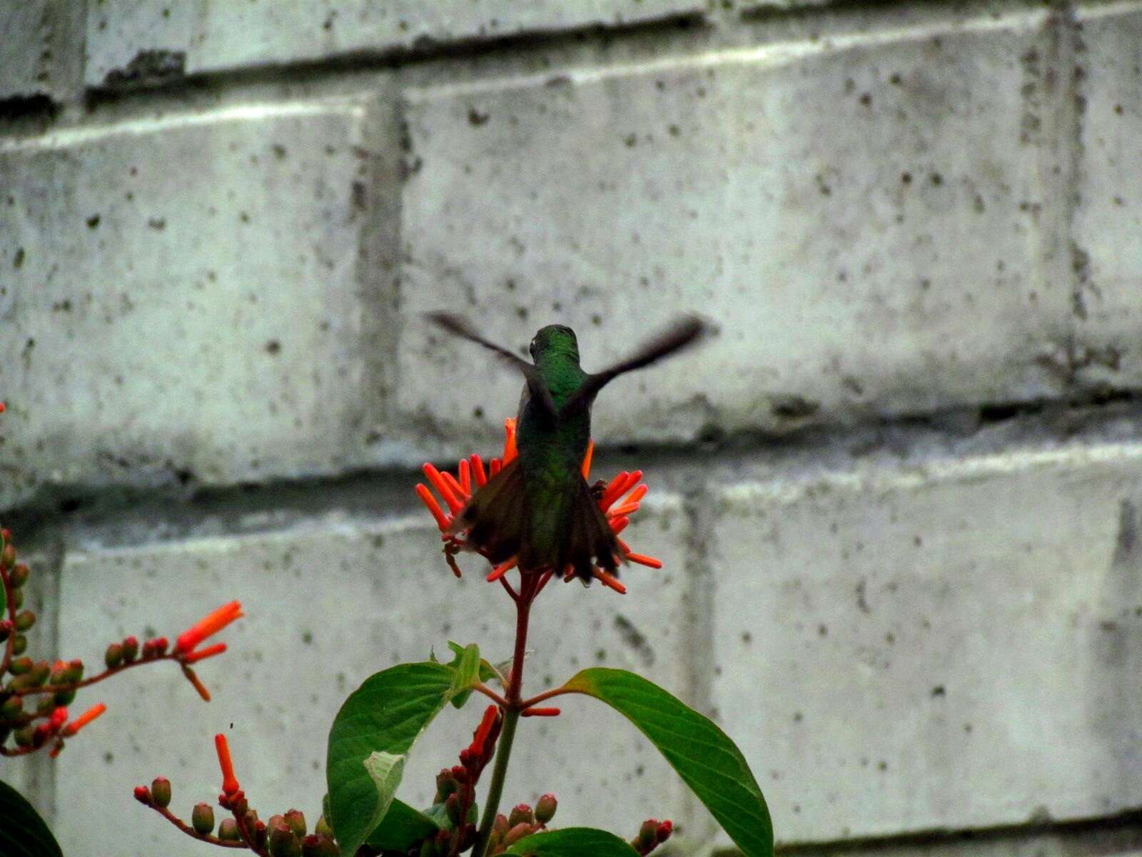 Image of Honduran Emerald