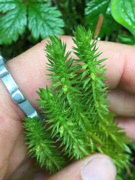 Image of Miyoshi's clubmoss