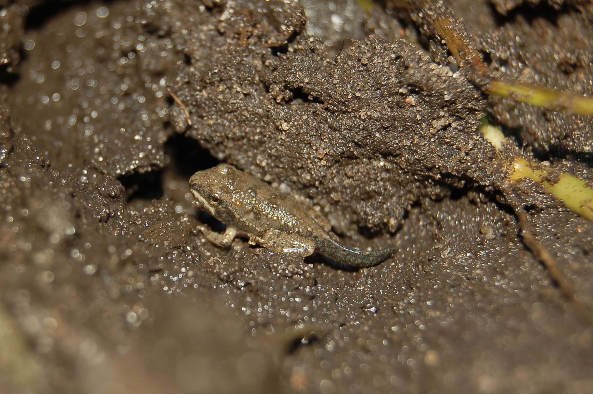 Image of Hensel’s Swamp Frog