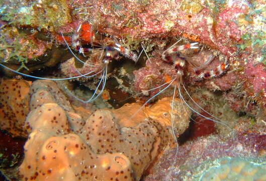 Image of Banded Coral Shrimp