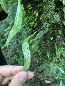 Lemmaphyllum rostratum (Bedd.) Tag. resmi