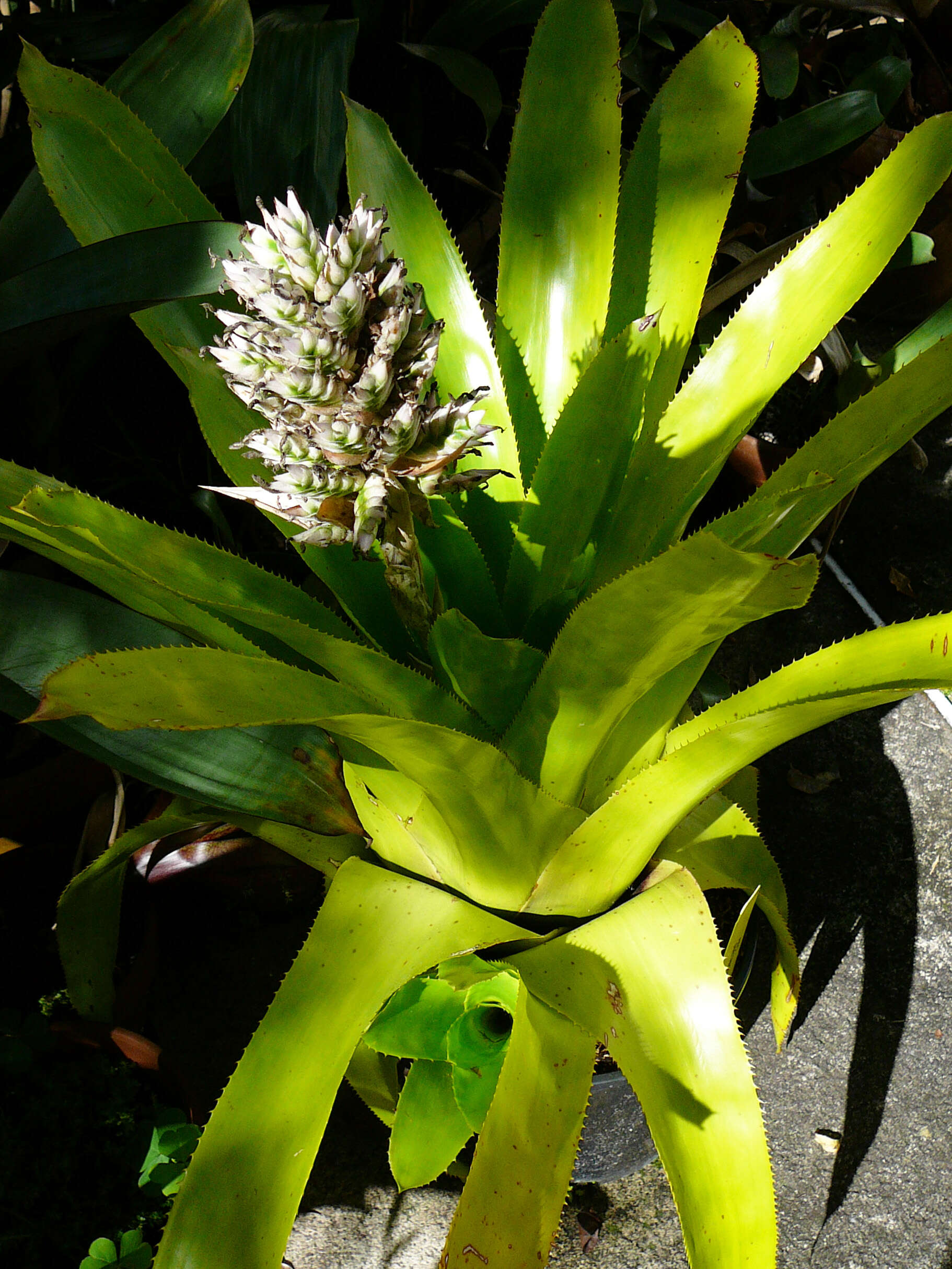 Aechmea smithiorum Mez的圖片