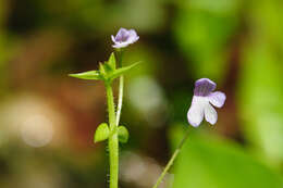 Imagem de Deinostema adenocaulum (Maxim.) T. Yamaz.