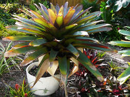 Image of Alcantarea imperialis (Carrière) Harms