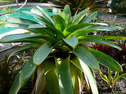 Image of Alcantarea imperialis (Carrière) Harms