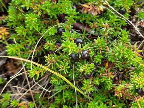 Image of Empetrum nigrum subsp. caucasicum (Juz.) V. B. Kuvaev