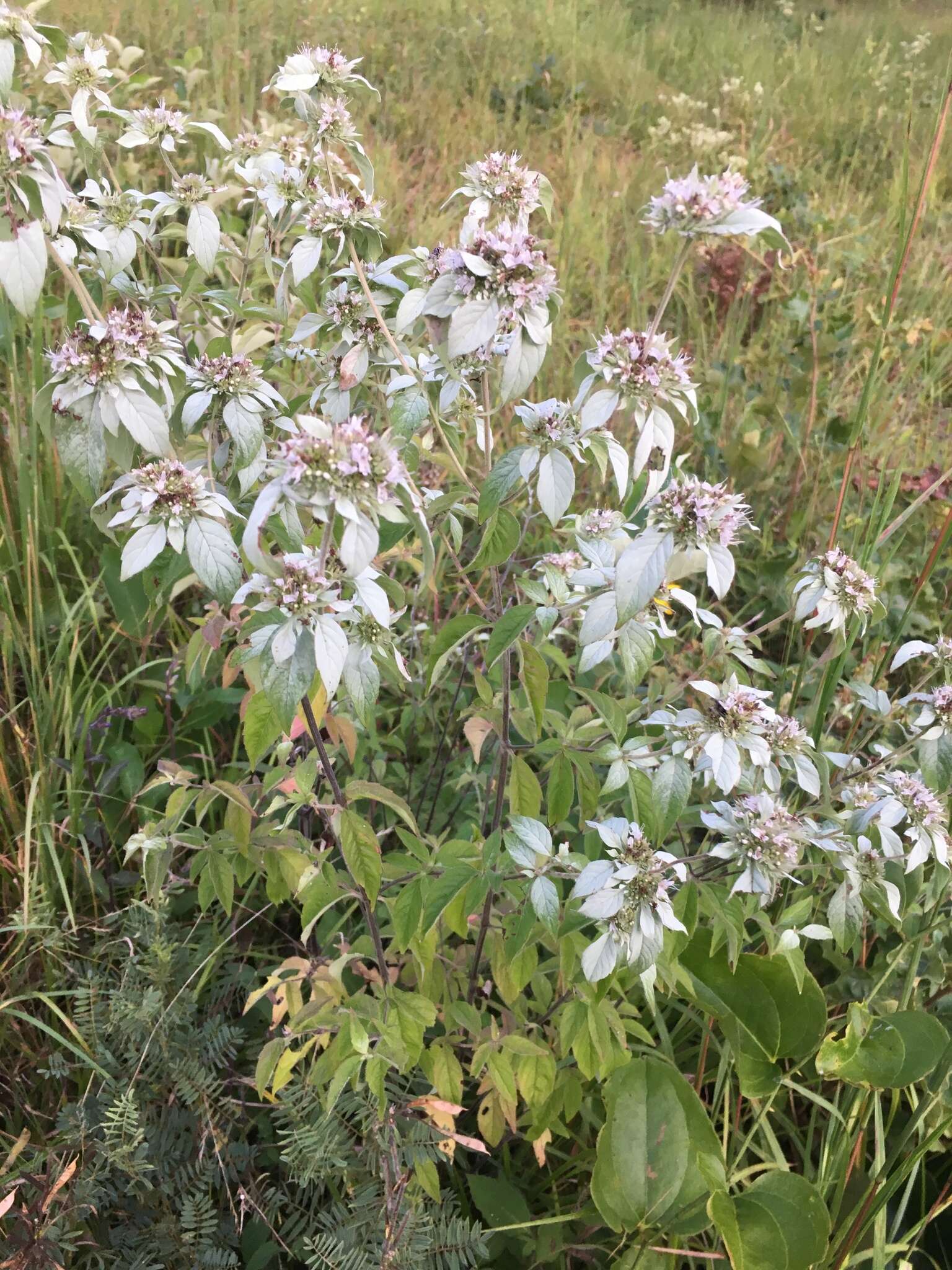 Image de Pycnanthemum loomisii Nutt.