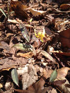 Image of dimpled troutlily