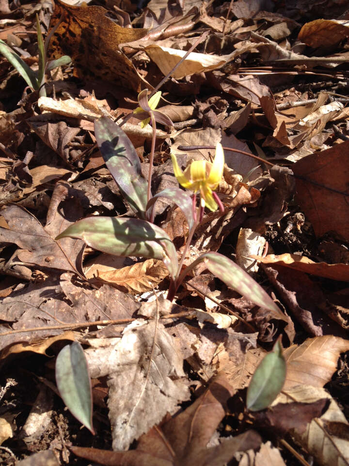 Image of dimpled troutlily