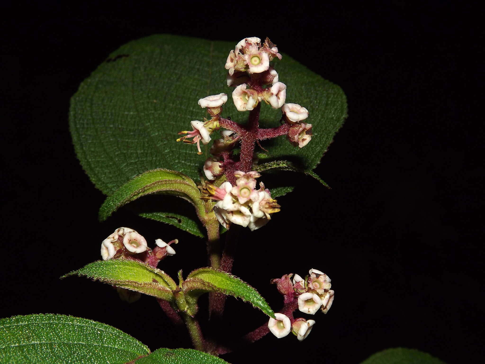 Image of Miconia asperrima Triana