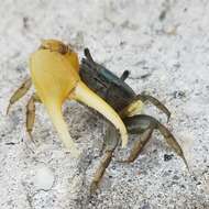 Image of Atlantic Marsh Fiddler Crab