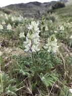 Lupinus malacophyllus Greene resmi