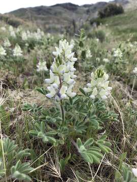 Imagem de Lupinus malacophyllus Greene