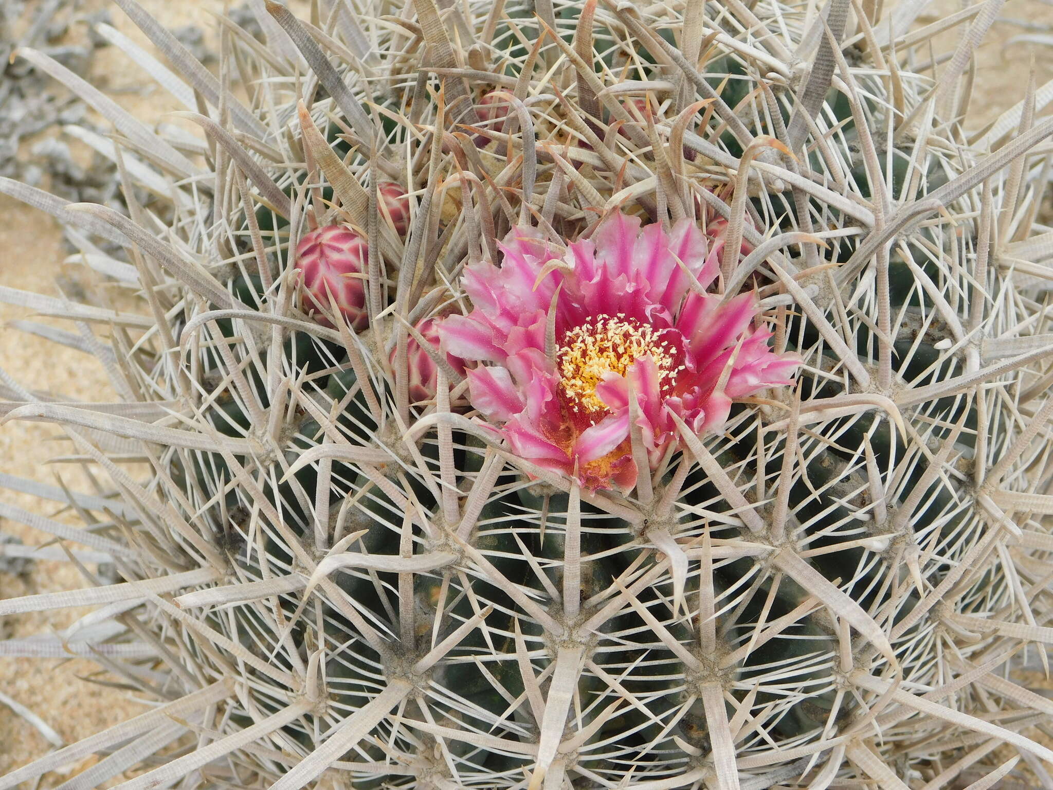 Image of Ferocactus fordii subsp. fordii