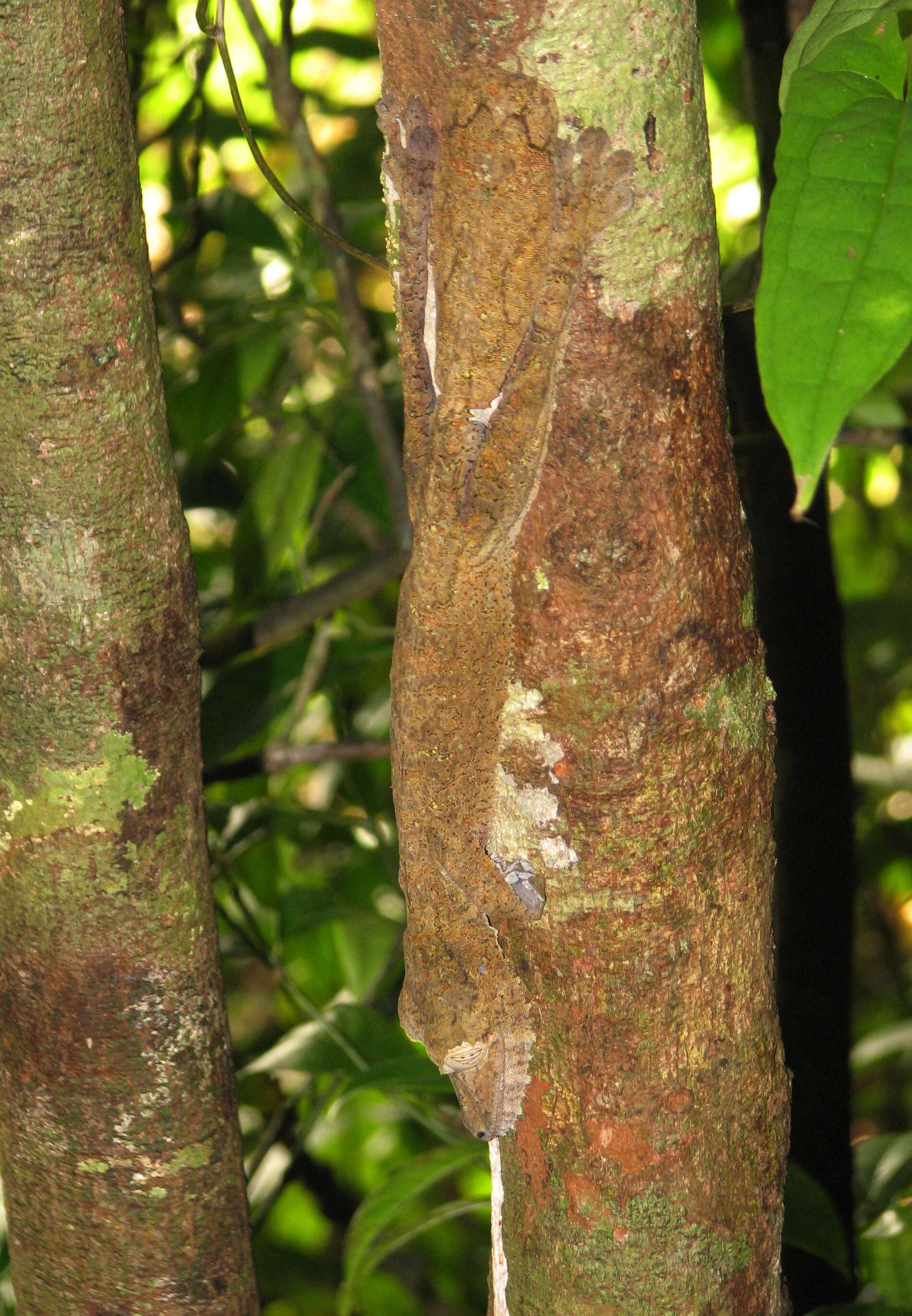 Image of Common Flat-tail Gecko