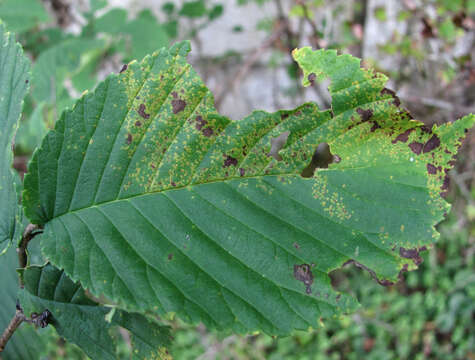 Image of Mycosphaerella ulmi Kleb. 1902