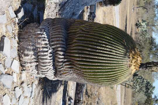 Image of Cactus