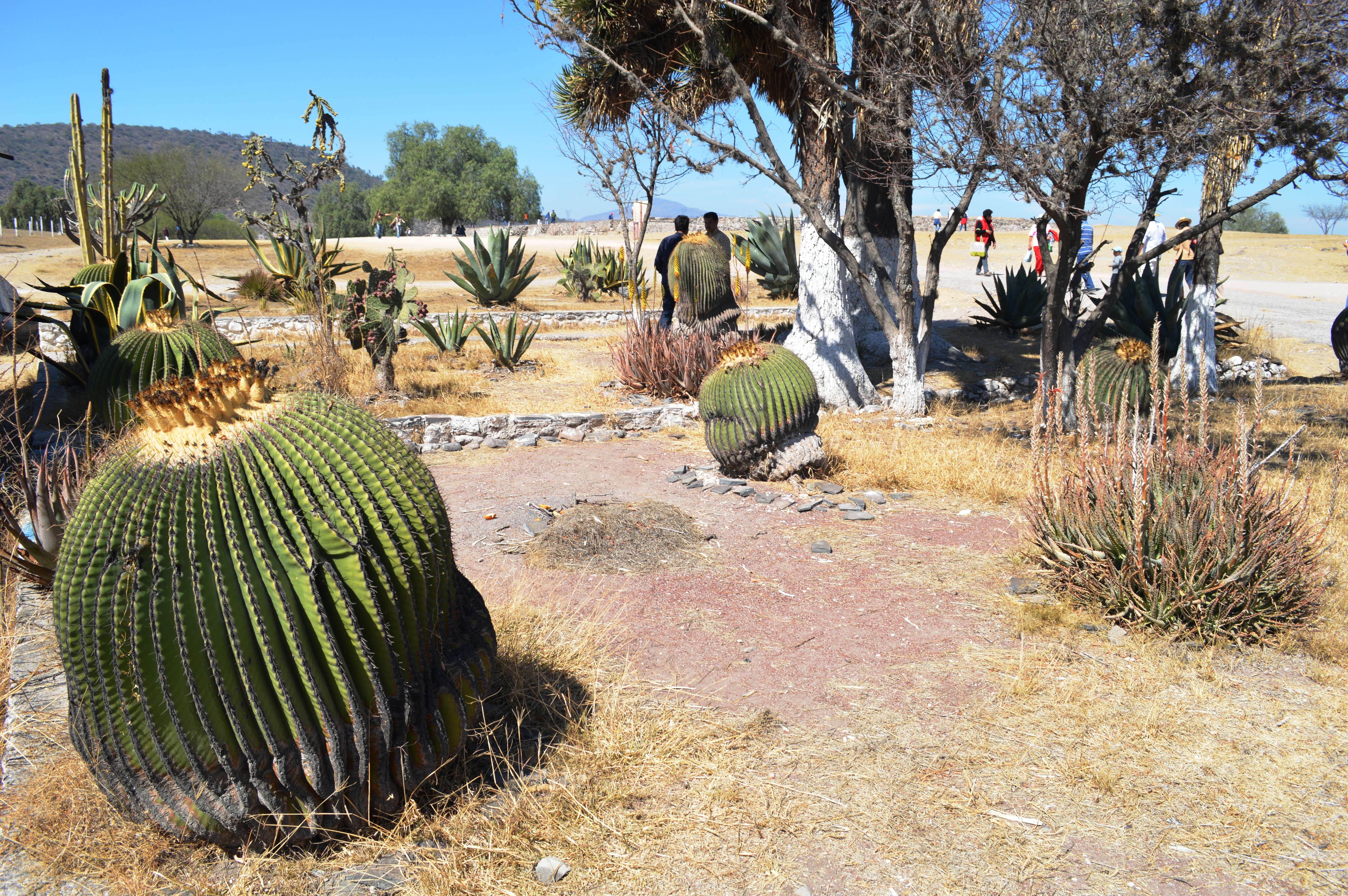 Image of Cactus