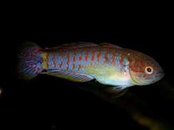 Image of Peacock gudgeon