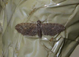 Слика од Eupithecia abbreviata Stephens 1831