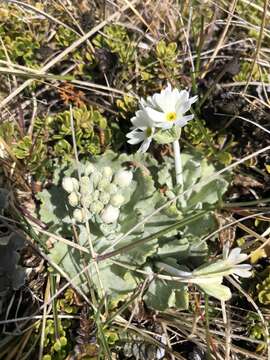 Image of Primula magellanica Lehm.