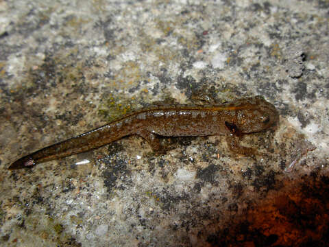 Image of Alpine Newt