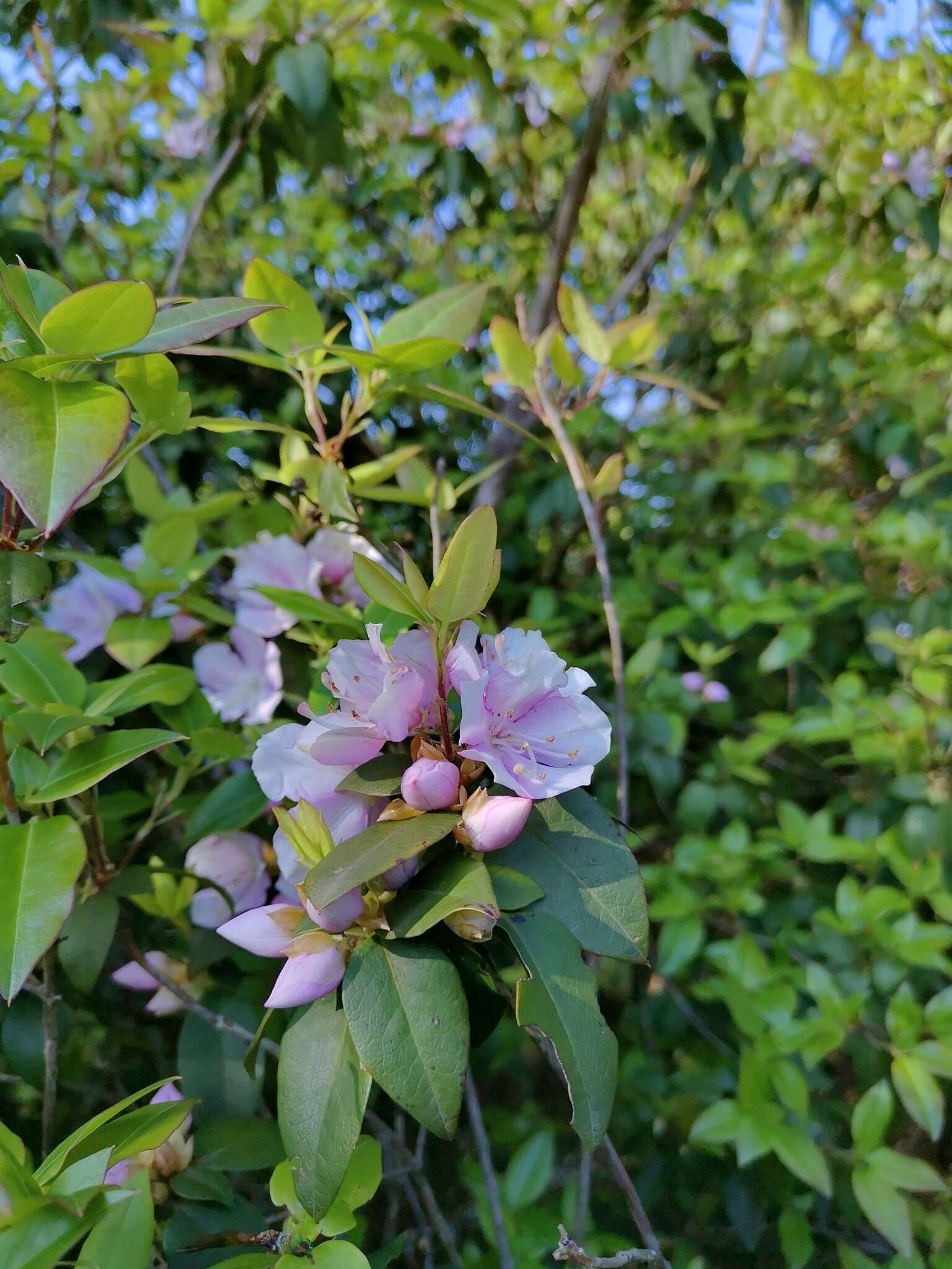 Imagem de Rhododendron ovatum (Lindl.) Planch. ex Maxim.