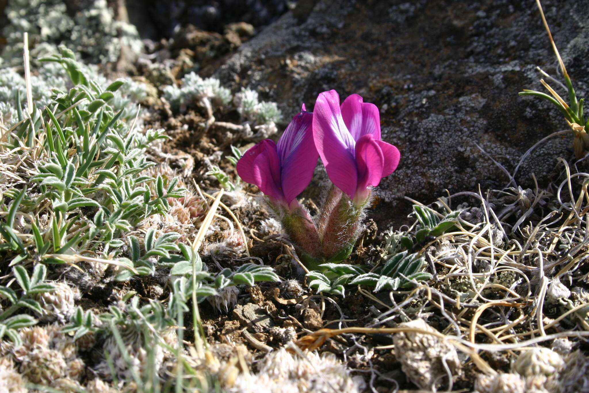 Image de Oxytropis intermedia Bunge