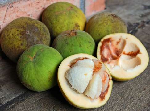 Image of Santol