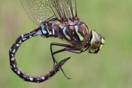 Image of bog hawker