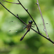 Image of Little Emeralds