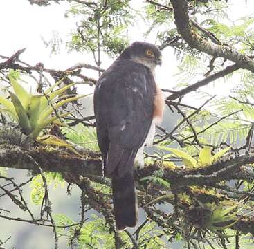 Image of <i>Accipiter striatus ventralis</i>