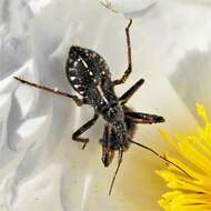 Image de Rhynocoris cuspidatus Ribaut 1922