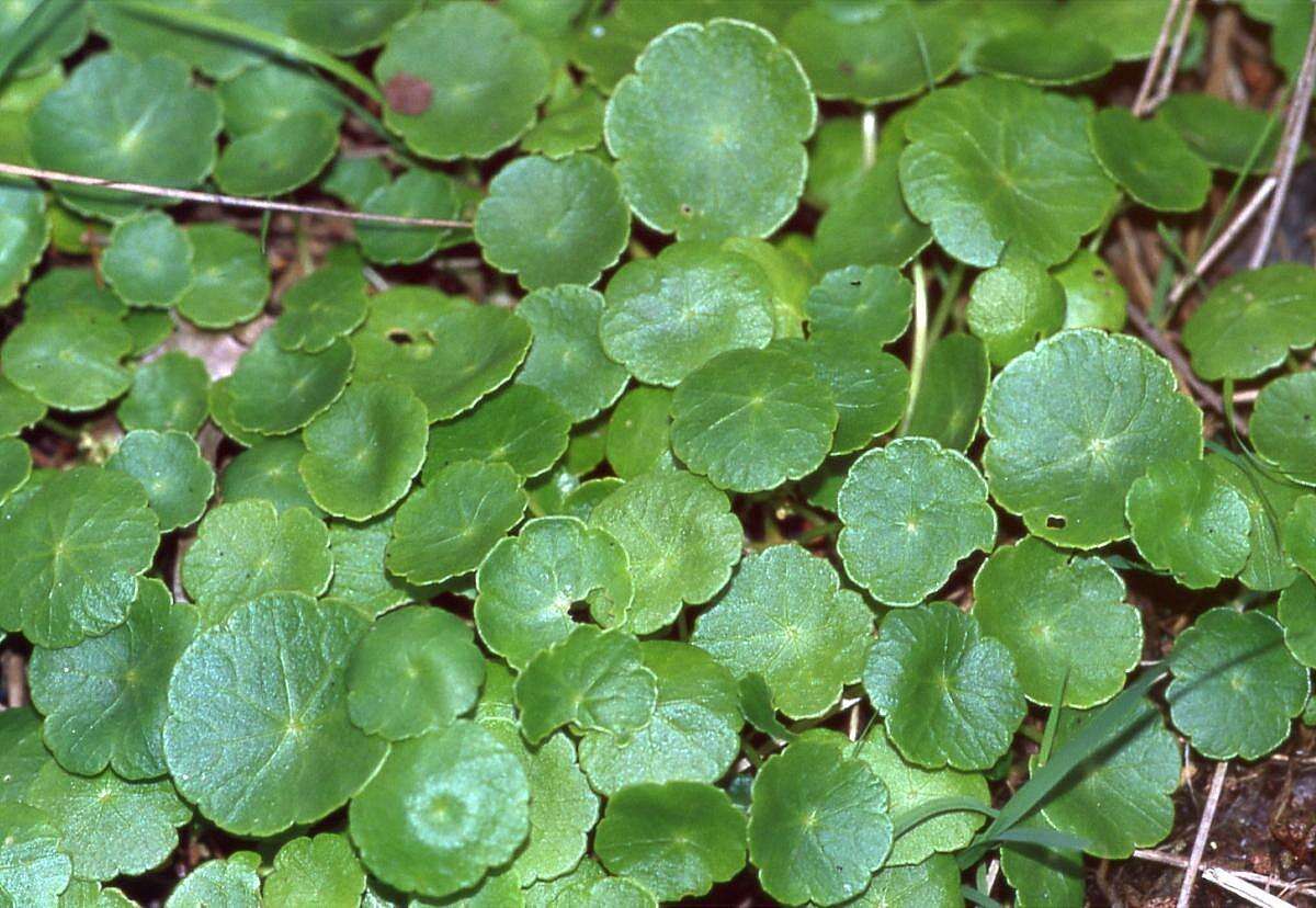 Image of Marsh Pennywort