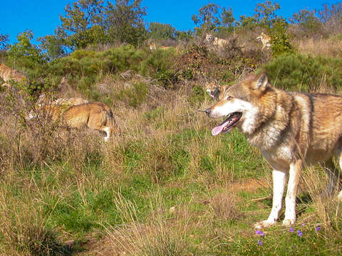 Слика од Canis lupus chanco Gray 1863