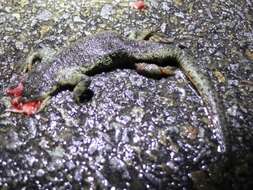 Image of Sharp-ribbed Salamander