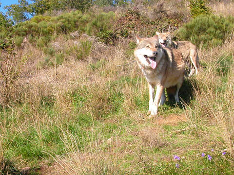 Слика од Canis lupus chanco Gray 1863