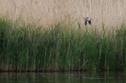 Image of Common Little Bittern