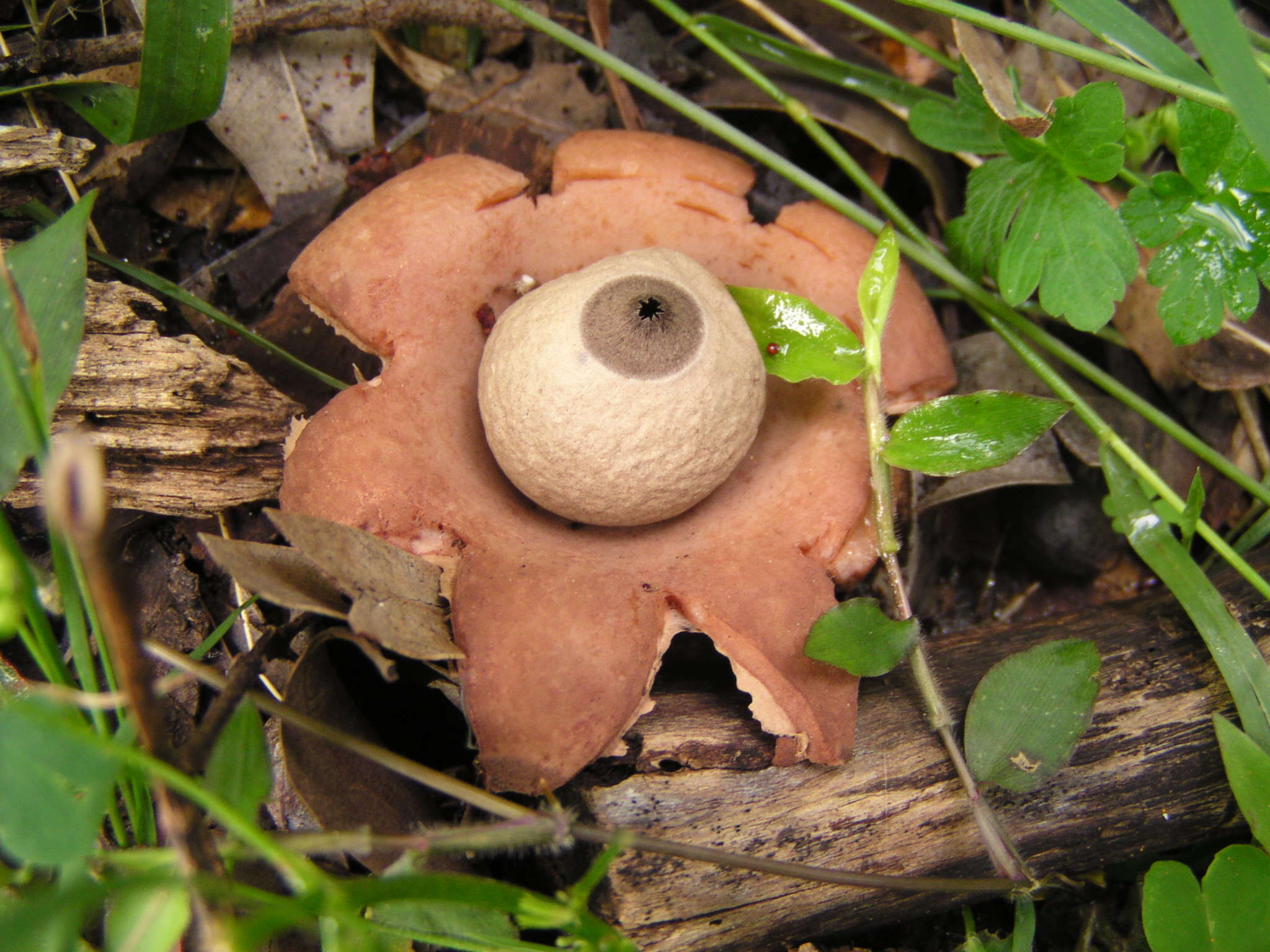 Imagem de Commelina cyanea R. Br.