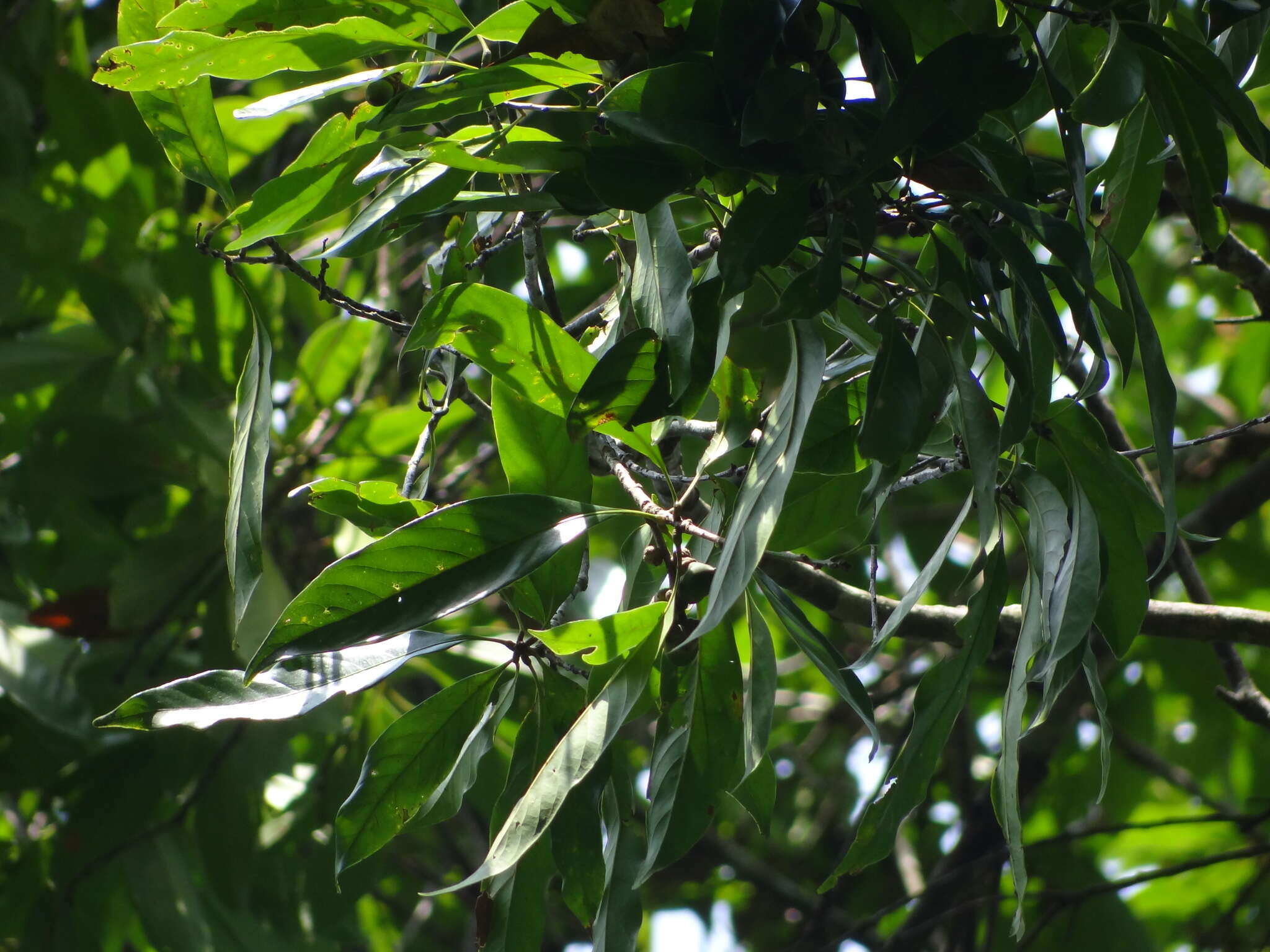 Image of Lithocarpus glaber (Thunb.) Nakai