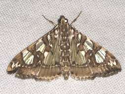 Image of Mulberry Leaftier Moth