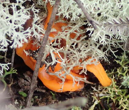 Imagem de Clavulinopsis luteoalba (Rea) Corner 1950