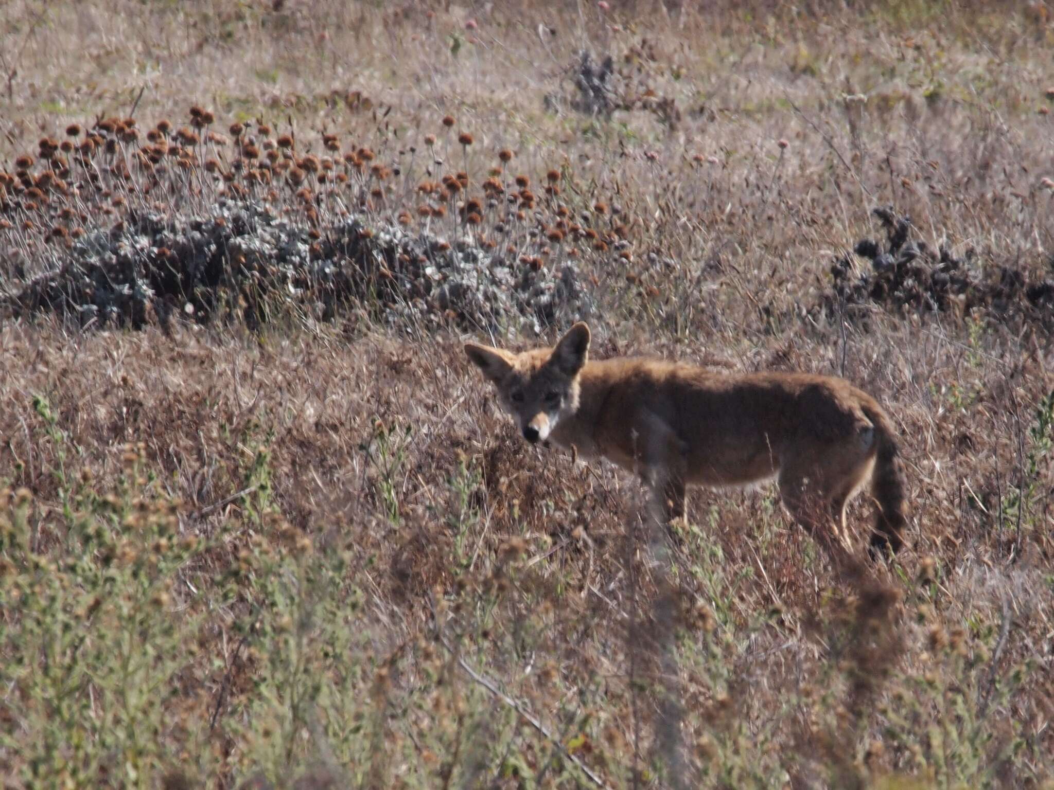 Image of American jackal