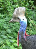 Image of Southern Cassowary