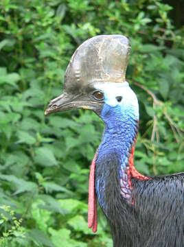 Image of Southern Cassowary