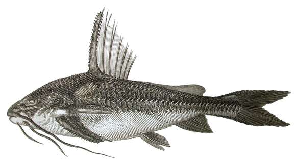 Image of Chocolate catfish