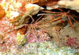 Image of Yellowline Arrow Crab