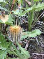 Image of Oak-leaved Banksia