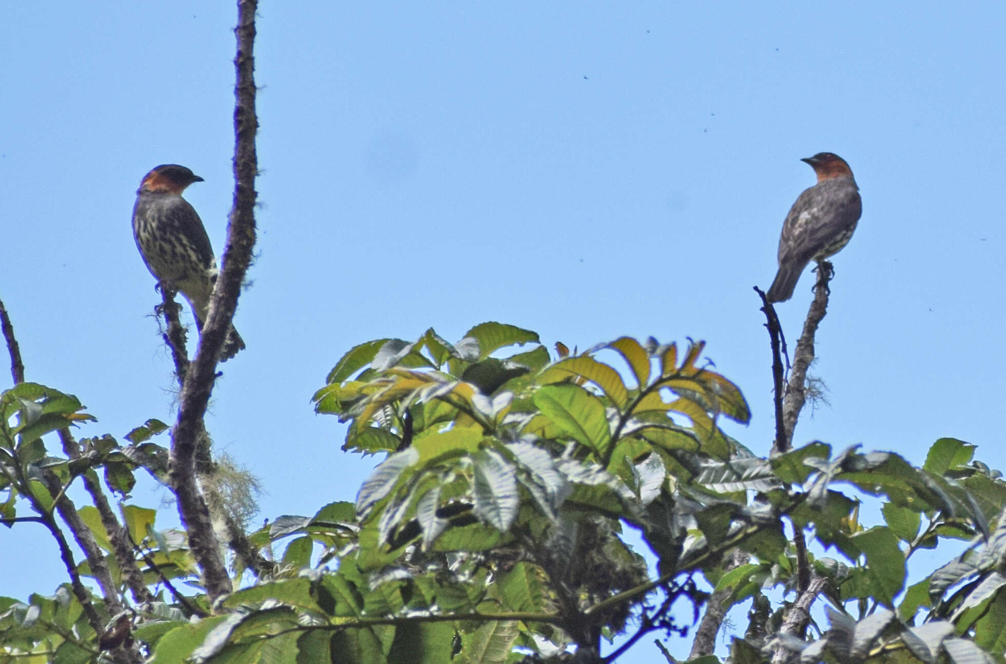 Image of Chestnut-crested Cotinga